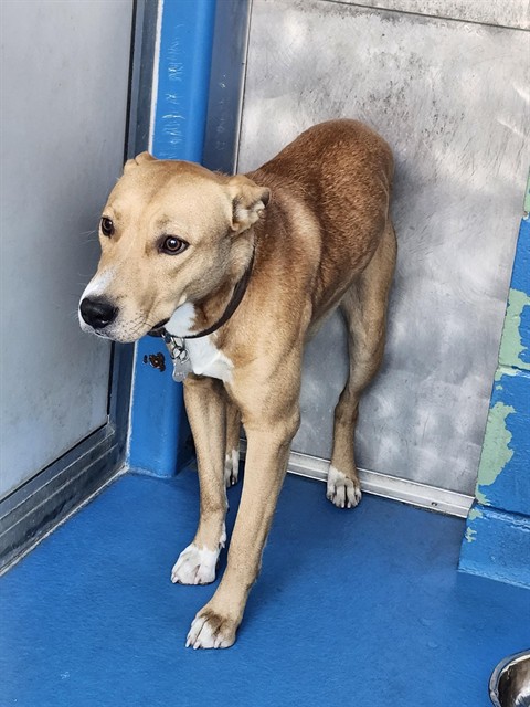 Shelter Stray Male Dog last seen Near BLK E. BRUNDAGE LN, BAKERSFIELD CA, 201 S Mt Vernon Ave, Bakersfield, CA 93307, USA