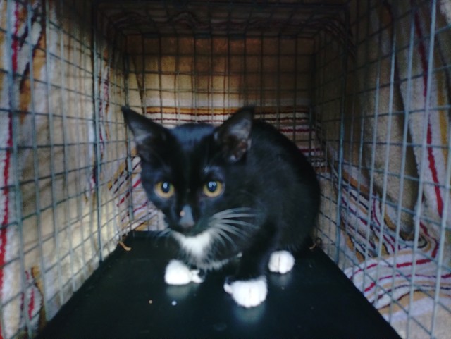 Shelter Stray Unknown Cat last seen Near BLOCK W COMMERCIAL BLVD, FORT LAUDERDALE FL 33309, 2400 SW 42nd St, Fort Lauderdale, FL 33312, USA