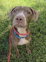 Shelter Stray Male Dog last seen Near BLOCK E HARMONY LAKE CIR, DAVIE FL 33324, 2400 SW 42nd St, Fort Lauderdale, FL 33312, USA