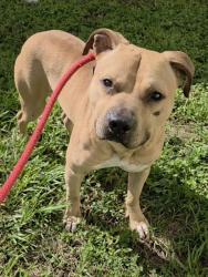 Shelter Stray Male Dog last seen Near BLOCK SW 1 TER, DEERFIELD BEACH FL 33441, 2400 SW 42nd St, Fort Lauderdale, FL 33312, USA