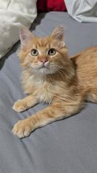Shelter Stray Male Cat last seen Near BLOCK W 3825, 4522 W 3500 S, West Valley City, UT 84120, USA