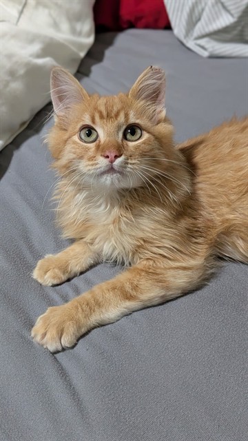 Shelter Stray Male Cat last seen Near BLOCK W 3825, 4522 W 3500 S, West Valley City, UT 84120, USA