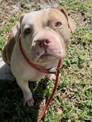 Shelter Stray Female Dog last seen Near BLOCK PIERCE ST, HOLLYWOOD FL 33024, 2400 SW 42nd St, Fort Lauderdale, FL 33312, USA