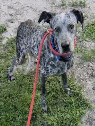 Shelter Stray Female Dog last seen Near BLOCK E HARMONY LAKE CIR, DAVIE FL 33324, 2400 SW 42nd St, Fort Lauderdale, FL 33312, USA