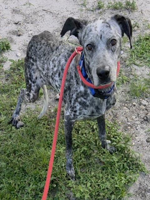 Shelter Stray Female Dog last seen Near BLOCK E HARMONY LAKE CIR, DAVIE FL 33324, 2400 SW 42nd St, Fort Lauderdale, FL 33312, USA