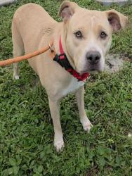 Shelter Stray Female Dog last seen Near BLOCK POLK ST, HOLLYWOOD FL 33020, 2400 SW 42nd St, Fort Lauderdale, FL 33312, USA