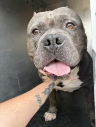 Shelter Stray Male Dog last seen Near BLOCK S KING ARTHUR DR, 4522 W 3500 S, West Valley City, UT 84120, USA
