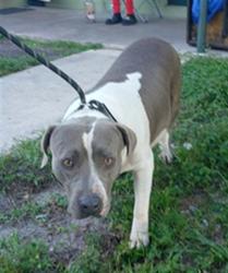 Shelter Stray Female Dog last seen Near BLOCK NW 7 ST, FORT LAUDERDALE FL 33311, 2400 SW 42nd St, Fort Lauderdale, FL 33312, USA