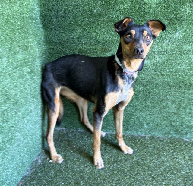 Shelter Stray Female Dog last seen , 5210 W Ave I, Lancaster, CA 93536, USA
