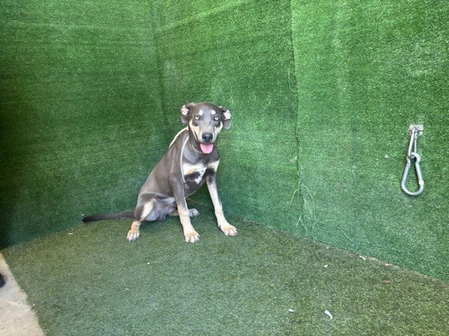 Shelter Stray Male Dog last seen , 5210 W Ave I, Lancaster, CA 93536, USA