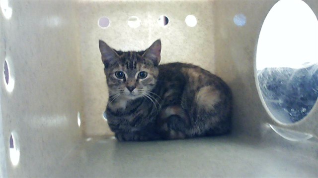 Shelter Stray Female Cat last seen Near BLOCK RAMSEY ST, FAYETTEVILLE NC 28301, 4704 Corporation Dr, Fayetteville, NC 28306, USA