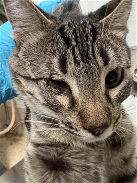 Shelter Stray Female Cat last seen Near BLOCK E HOSKING AVE, BAKERSFIELD CA 93307, 3951 Fruitvale Ave, Bakersfield, CA 93308, USA