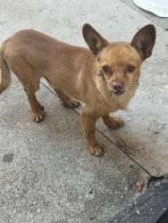 Found/Stray Male Dog last seen Camino de Rosa / Fairway, Walnut, CA 91789