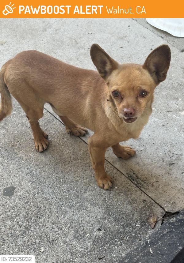 Found/Stray Male Dog last seen Camino de Rosa / Fairway, Walnut, CA 91789