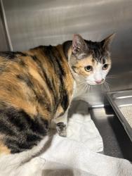 Shelter Stray Female Cat last seen Near BLOCK LOMITA VERDE DR, BAKERSFIELD CA 93305, 3951 Fruitvale Ave, Bakersfield, CA 93308, USA