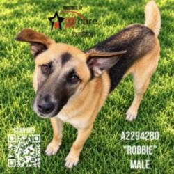Shelter Stray Male Dog last seen , 3201 Lacy St, Los Angeles, CA 90031, USA