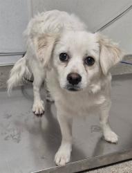 Shelter Stray Male Dog last seen Near BLOCK WOODROW AVE, BAKERSFIELD CA 93308, 3951 Fruitvale Ave, Bakersfield, CA 93308, USA