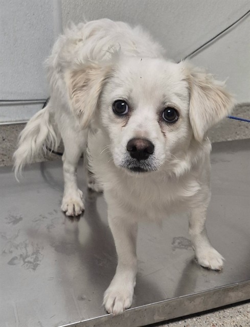 Shelter Stray Male Dog last seen Near BLOCK WOODROW AVE, BAKERSFIELD CA 93308, 3951 Fruitvale Ave, Bakersfield, CA 93308, USA