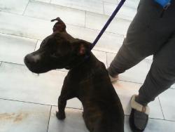 Shelter Stray Male Dog last seen CHARLOTTE, 8315 Byrum Dr, Charlotte, NC 28217, USA