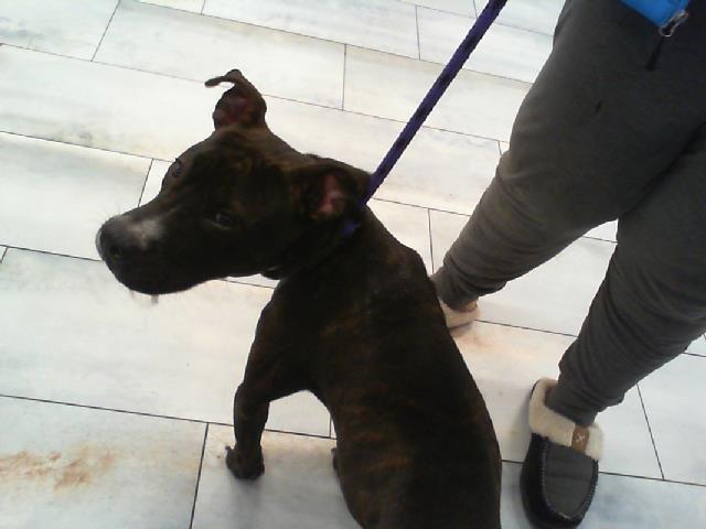 Shelter Stray Male Dog last seen CHARLOTTE, 8315 Byrum Dr, Charlotte, NC 28217, USA
