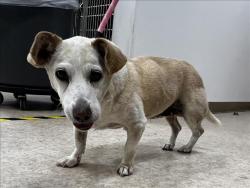 Shelter Stray Female Dog last seen , 957 N Gaffey St, San Pedro, CA 90731, USA
