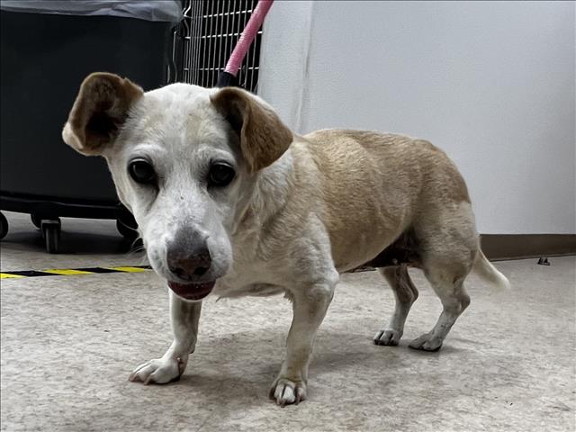 Shelter Stray Female Dog last seen , 957 N Gaffey St, San Pedro, CA 90731, USA