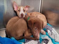 Shelter Stray Male Dog last seen , 957 N Gaffey St, San Pedro, CA 90731, USA