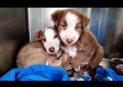 Shelter Stray Female Dog last seen , 957 N Gaffey St, San Pedro, CA 90731, USA