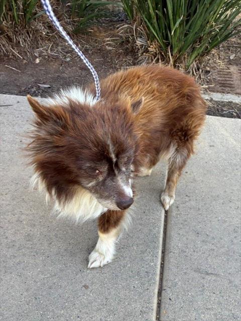 Shelter Stray Female Dog last seen , 130 Beyer Way, Chula Vista, CA 91911, USA