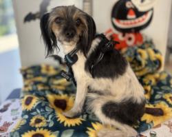 Shelter Stray Male Dog last seen , 957 N Gaffey St, San Pedro, CA 90731, USA