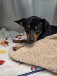 Shelter Stray Male Dog last seen , 8920 Lomas Blvd NE, Albuquerque, NM 87112, USA
