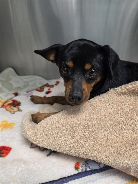 Shelter Stray Male Dog last seen , 8920 Lomas Blvd NE, Albuquerque, NM 87112, USA