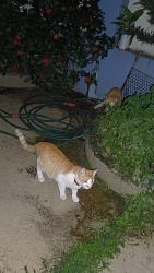 Lost Male Cat last seen Shalom festa, Serra Negra, SP 13930-000