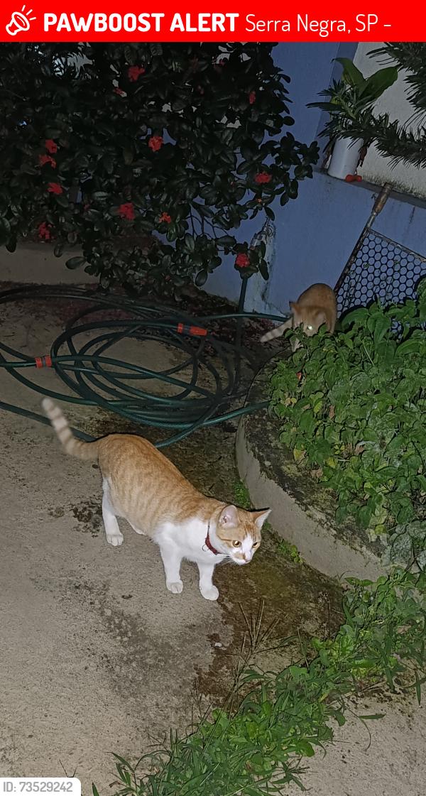 Lost Male Cat last seen Shalom festa, Serra Negra, SP 13930-000