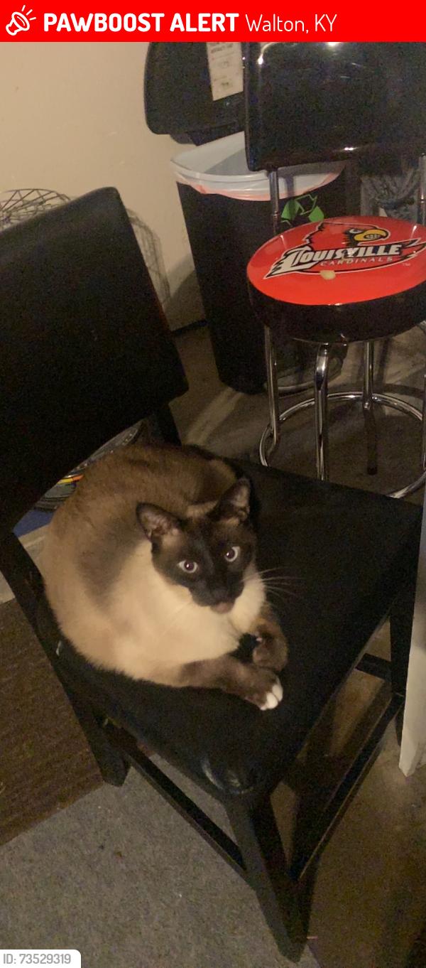 Lost Male Cat last seen Haley lane across from kelly Q’s, Walton, KY 41094