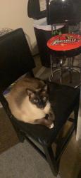 Lost Male Cat last seen Haley lane across from kelly Q’s, Walton, KY 41094