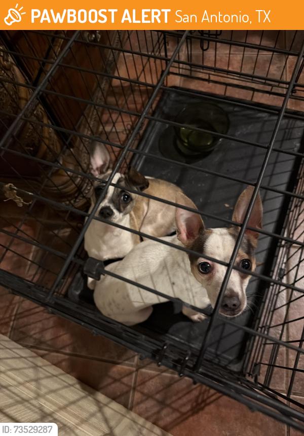 Found/Stray Female Dog last seen 21st street, San Antonio, TX 78207