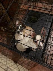 Found/Stray Female Dog last seen 21st street, San Antonio, TX 78207