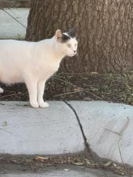 Found/Stray Unknown Cat last seen Craig Ranch South, near Main/Stacy and Custer, McKinney, TX 75070