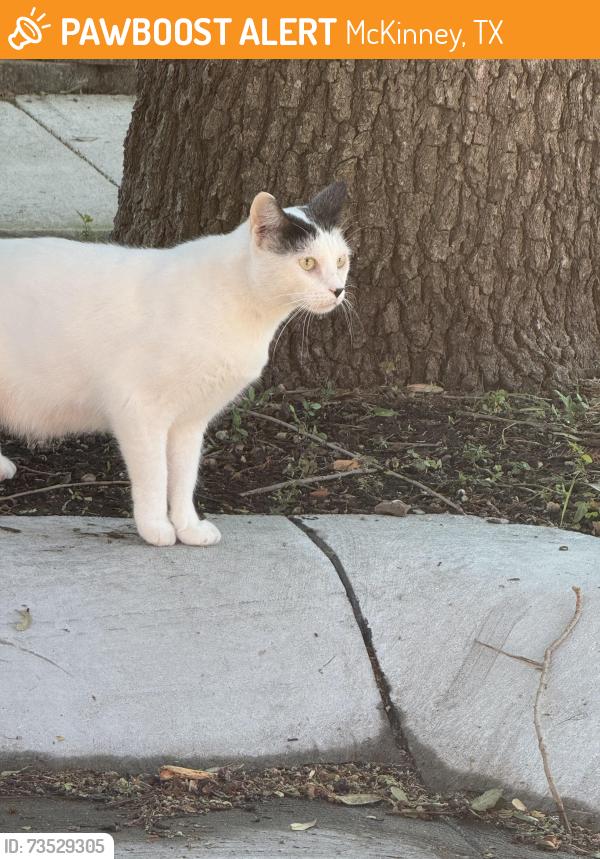 Found/Stray Unknown Cat last seen Craig Ranch South, near Main/Stacy and Custer, McKinney, TX 75070