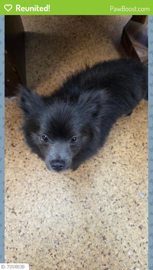 Reunited Male Dog last seen Fir Rd & Douglas Rd, Granger, IN 46530