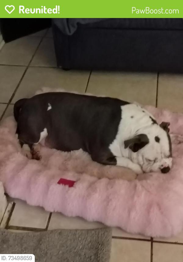 Reunited Male Dog last seen Parmer and Lamplight Village, Austin, TX 78727