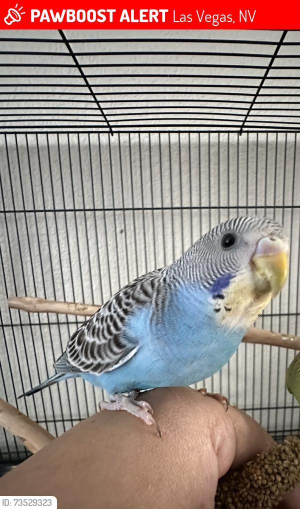 Lost Male Bird last seen Ziegler Ave and Grand Canyon, Las Vegas, NV 89148
