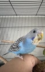 Lost Male Bird last seen Ziegler Ave and Grand Canyon, Las Vegas, NV 89148