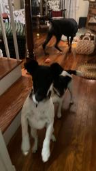 Reunited Male Dog last seen Partlow Road and Morris Road, Spotsylvania Courthouse, VA 22551