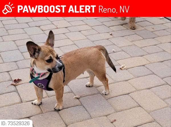 Lost Female Dog last seen Idlewild Park, Reno, NV 89503
