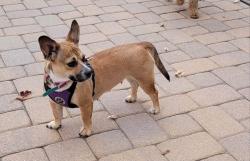 Lost Female Dog last seen Idlewild Park, Reno, NV 89503