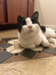Found/Stray Female Cat last seen N 61st Avenue and W Julie Drive, Phoenix, AZ 85310