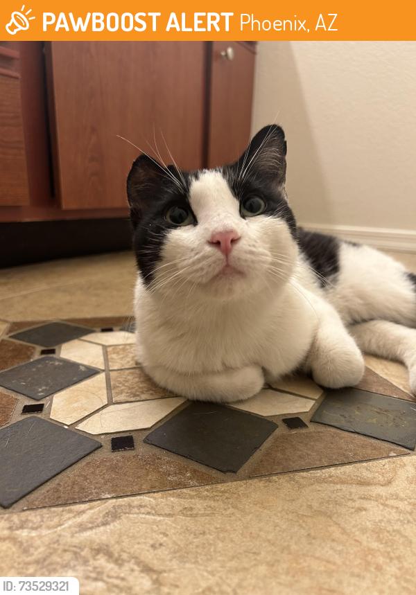 Found/Stray Female Cat last seen N 61st Avenue and W Julie Drive, Phoenix, AZ 85310