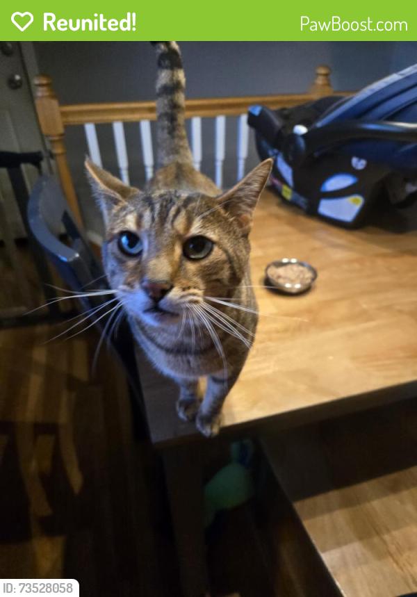 Reunited Male Cat last seen Berkley Drive, near R.A Jones School, Florence, KY 41042